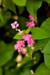 flower in the garden