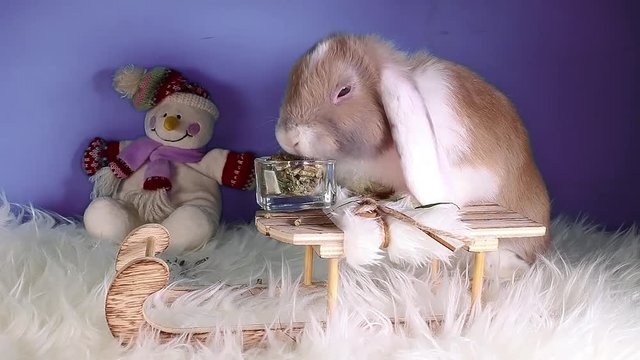 Cute winter bunny rabbit lop dwarf pet concept