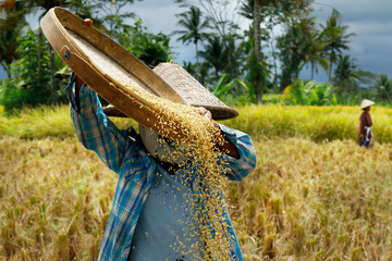 Worker harvesting rice in rice field