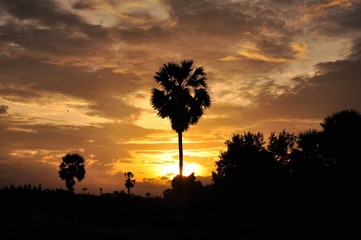 Rice fields and palm trees, palm trees and skies in the evening