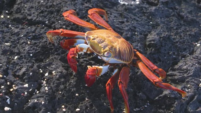 Sally Lightfoot Crab on Galapagos Islands eating and walking on rock. AKA Graspus Graspus and Red Rock Grab. Wildlife and animals of the Galapagos Islands, Ecuador.