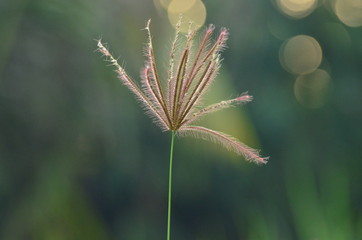 Grass flowers with soft sunlight that affect the beautiful, used as a background image