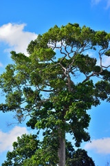 Obraz premium tree on blue sky