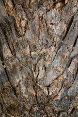 palm tree, tree, texture, 