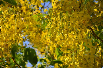 flowers with soft sunlight that affect the beautiful, used as a background image Beautiful yellow...