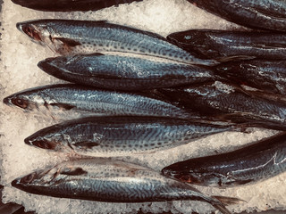 Small Saba fish placed on ice