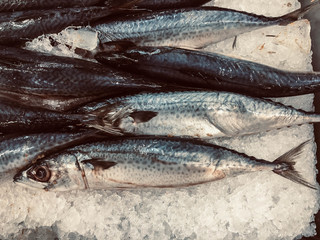 Small Saba fish placed on ice