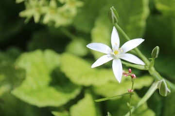 wild white flower in the garden