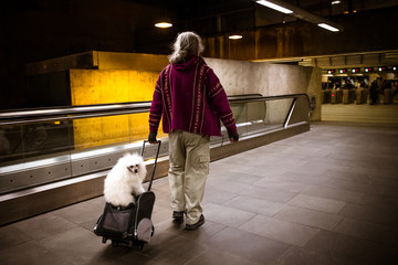 The dog rides a trolley in the subway in Lisbon