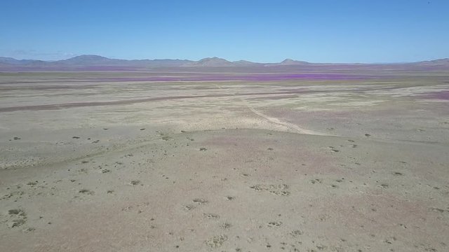 Desert Flowers, purple & yellow flower bed aerial drone footage. From time to time rain comes to Atacama Desert, when happens thousands flowers grow in the desert, amazing "Desierto Florido" Part 3/10