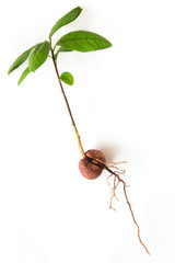 A young fresh avocado sprout.