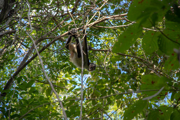 monkey in the jungle