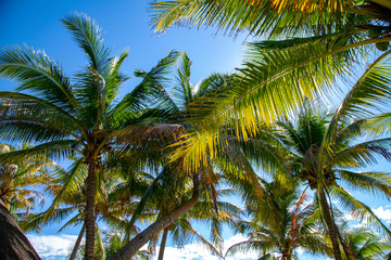 Fototapeta premium palm trees against blue sky