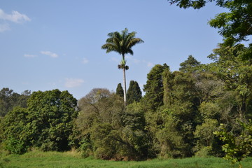 Fototapeta na wymiar Royal palm tree standing out in the middle of the forest on a summer sunny day
