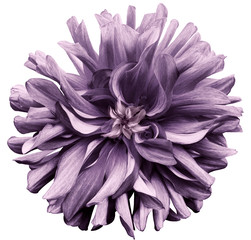 purple  flower dahlia  on a white  background isolated  with clipping path. Closeup. shaggy  flower for design. Dahlia.