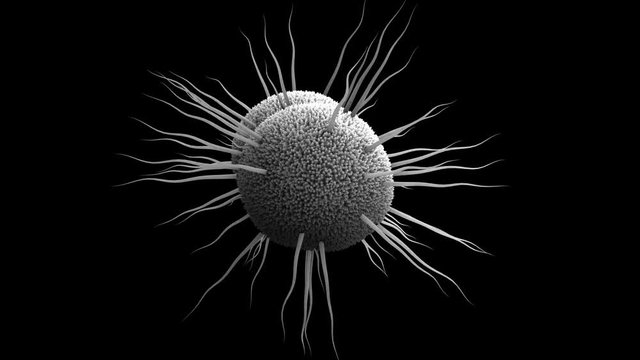  bacterium Neisseria gonorrhoeae, Gonorrhea