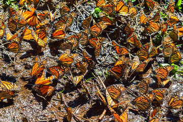 Mariposa Monarca en Michoacán