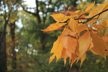Yellow autumn leaves with a blurred background