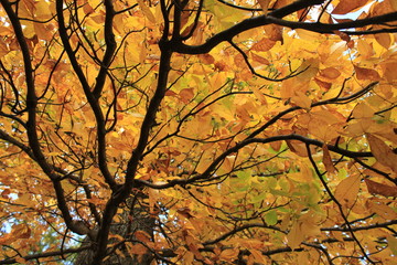 View from the ground of the top of a yellow leaves tree during the fall season