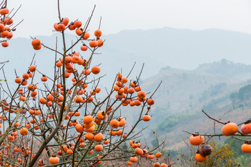 The persimmon fruit trees in autumn