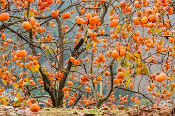 The persimmon fruit trees in autumn