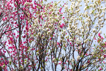 Sakura flower blooming