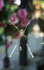  A yellow and black spider grabs and spins a cocoon of silk around her bumble bee prey