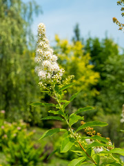 white flowers in the garden