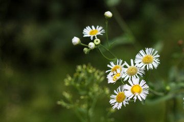 Daisies