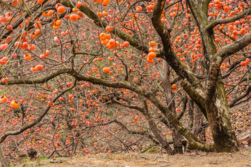 Fototapeta na wymiar The persimmon fruit trees in autumn