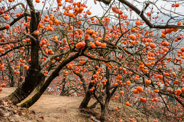 The persimmon fruit trees in autumn