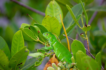 Obraz premium Iguana blended in Leaves of Mangrove Tree