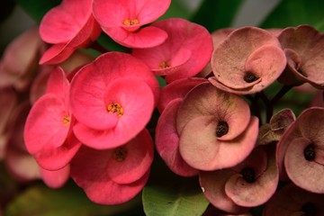 red Crown of thorns on black background