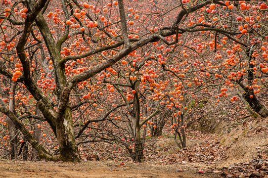 The persimmon fruit trees in autumn