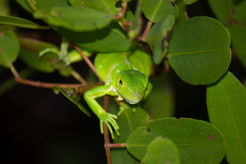 Iguana blended in Leaves of Mangrove Tree
