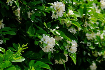 White flowers and green leaves with soft sunlight that affect the beautiful, used as a background...