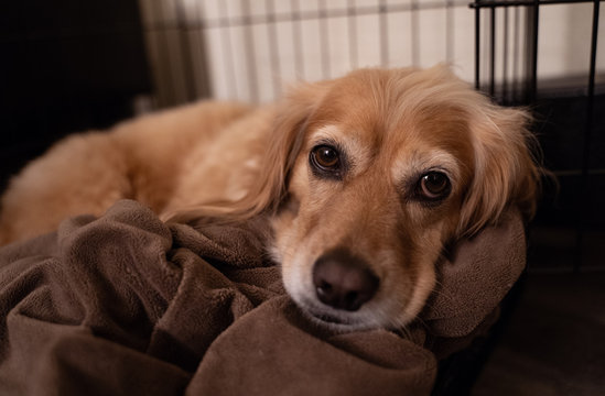 Cute dog laying in crate bed