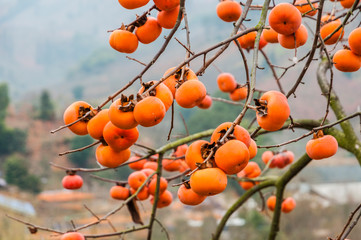 The persimmon fruits closeup in autumn