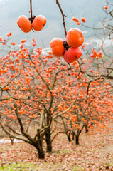 The persimmon fruits closeup in autumn