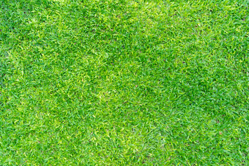 Fototapeta premium Fresh green field
