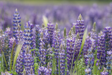 Close up of lupine wildflowers in full bloom with blurred background