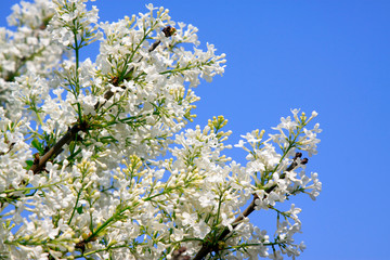 white clove flowers, syringa Linn