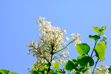 white clove flowers, syringa Linn