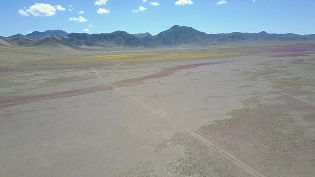 Desert Flowers, purple & yellow flower bed aerial drone footage. From time to time rain comes to Atacama Desert, when happens thousands flowers grow in the desert, amazing "Desierto Florido" Part 3/10