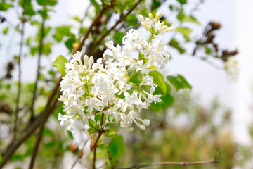 white clove flowers, syringa Linn