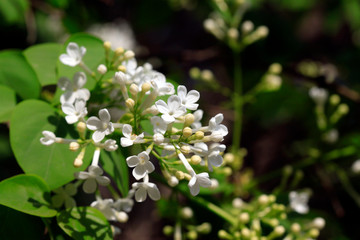 white clove flowers, syringa Linn