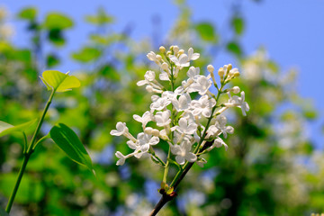 white clove flowers, syringa Linn