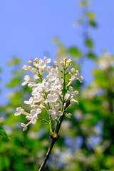 white clove flowers, syringa Linn