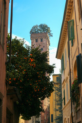 View to Guinigi Tower (Torre Guinigi) with oaks on the top, symbol of Lucca, with orange tree full of fruits on the street below, Tuscany, Italy