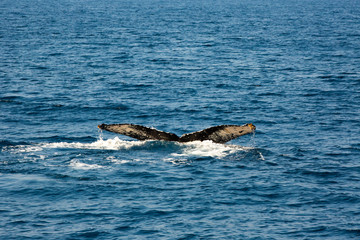 Fototapeta premium Humpback whale mothers are playing with their children.